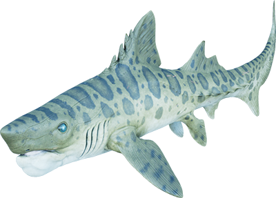 Helicoprion icon